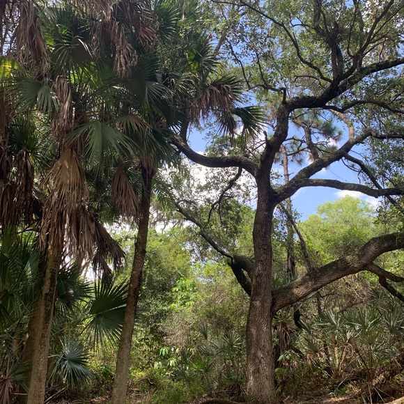 v_baby123